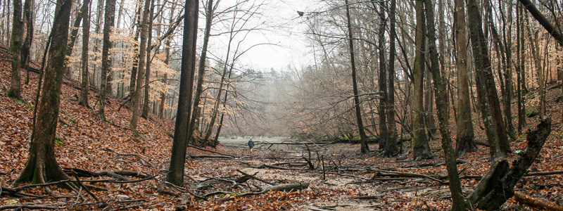 A Pickwick Lake Slough